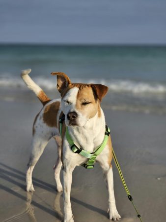 pexels-viktoriab-17116420